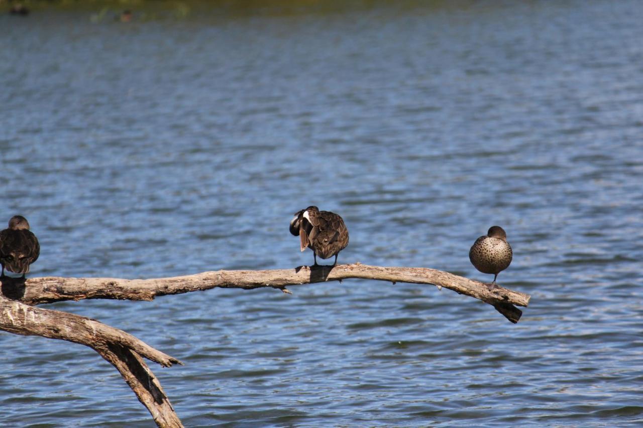 Sandpipers @ Millicent Exterior photo